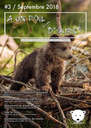 A un poil d'ours #3