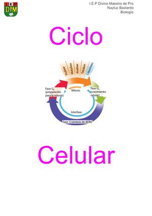 Ciclo Celular