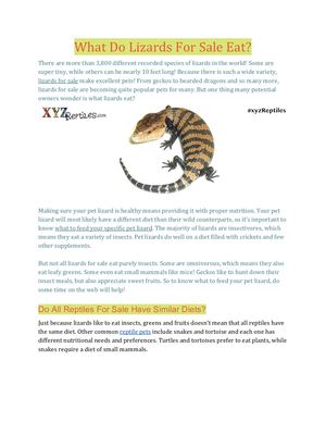 What Do Lizards For Sale Eat