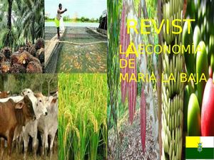 La Economia en Maria la Baja Bolivar