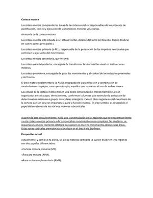 Corteza Motora