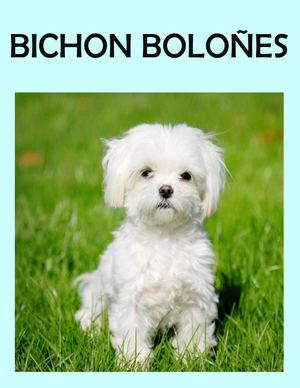 Revista Bichon Boloñes Juliana