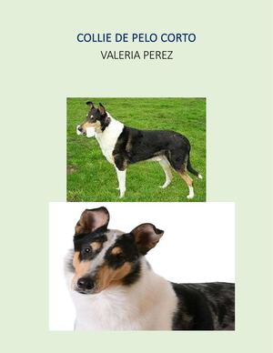Revista Collie De Pelo Corto
