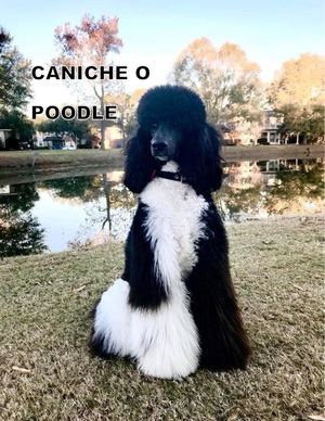 Caniche