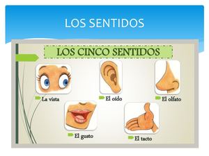 Organos De Los Sentidos