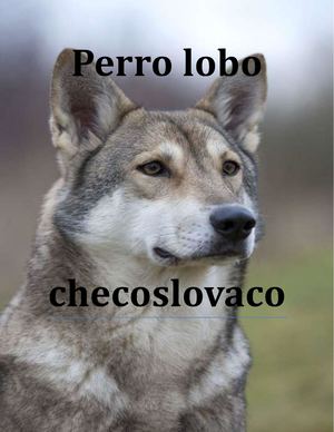 Perro Lobo checoslovaco