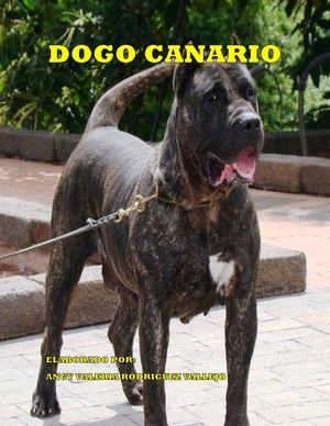 Dogo Canario