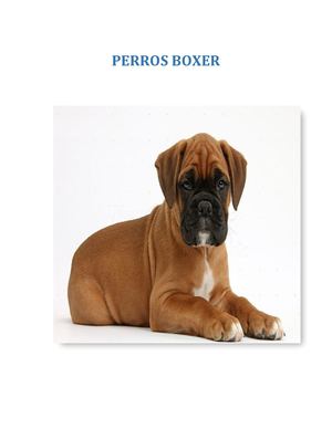 Perros Boxer