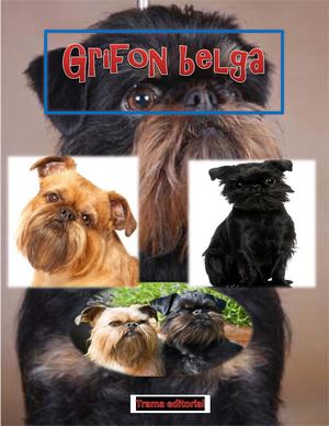 perro raza grifon belga