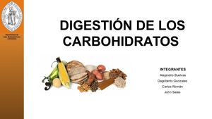 Digestión De Los Carbohidratos