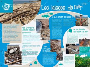 Les laisses de mer