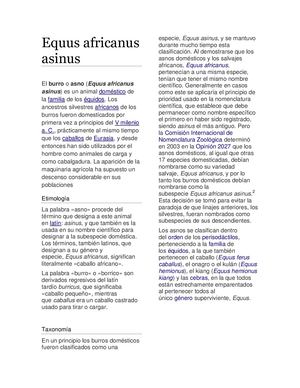 Equus Africanus Asinus