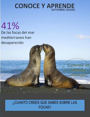 Todo a cerca de las focas