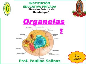 ORGANELAS CELULARES
