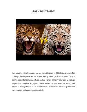 Jaguar O Leopardo
