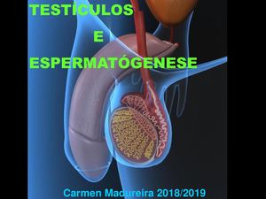 Apresentaçãoespermatogenese 2018