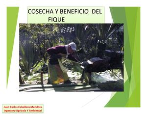 Cosecha Y Beneficio Fique