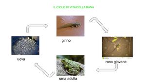Ciclo Di Vita Della Rana
