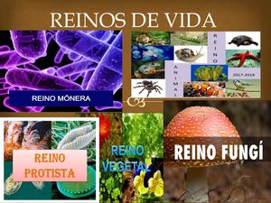 Reinos De Vida