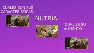 Nutria