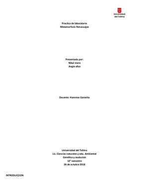 Laboratorio Renacuajos