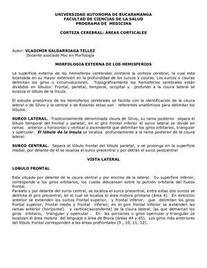 Corteza Cerebral Documento Bst