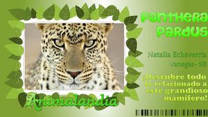 Panthera Pardus