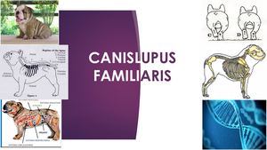 Canislupus Familiaris Final