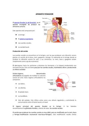 Aparato Fonador