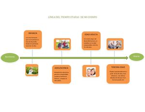 Línea Del Tiempo Etapas De Mi Cuerpo