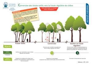 Conversion En Futaie Reguliere
