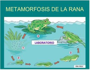 Laboratorio Ciclo De La Rana (Metamosfosis)