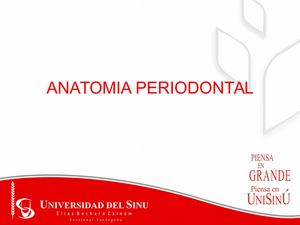 ANATOMIA PERIODONTAL