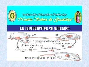 La Reproducción Sexual En Animales
