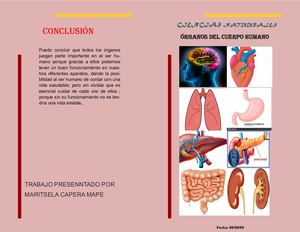 Revista Organos Del Cuerpo Humano