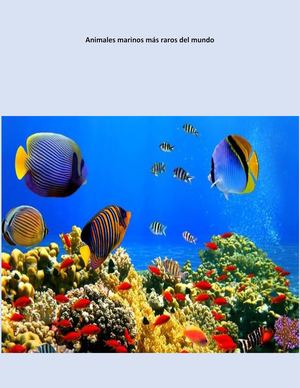 Animales Marinos Más Raros Del Mundo