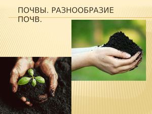 почва разнообразие почв