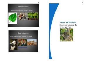 Osos Perezosos
