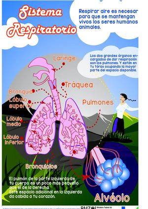 INFOGRAFIA APARATO RESPIRATORIO