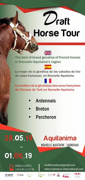 Flyer Draf Horse Tour