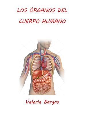 Los ÓRganos Del Cuerpo Humano