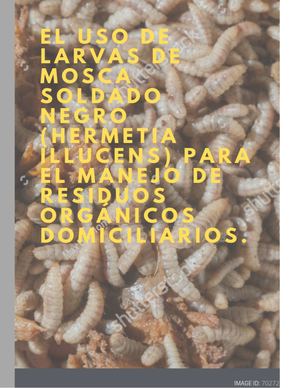 Uso De Larvas De Mosca Soldado Negro