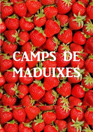 Camps de maduixes