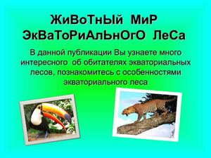 Животный мир экваториального леса
