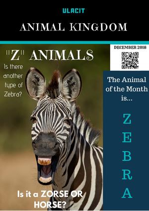 Animal Kingdom: ZEBRAS