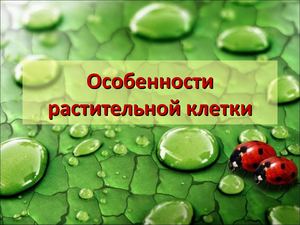 Особенности растительной клетки