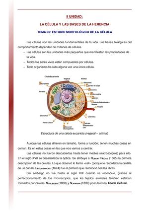 Estudio Morfologico De La Celula