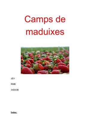 Camps De Maduixes