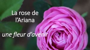 ROSE / Une fleur d'avenir : la rose de l'Ariana