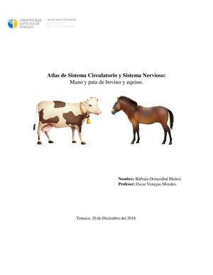 Atlas De Sistema Circulatorio Y Sistema Nervioso